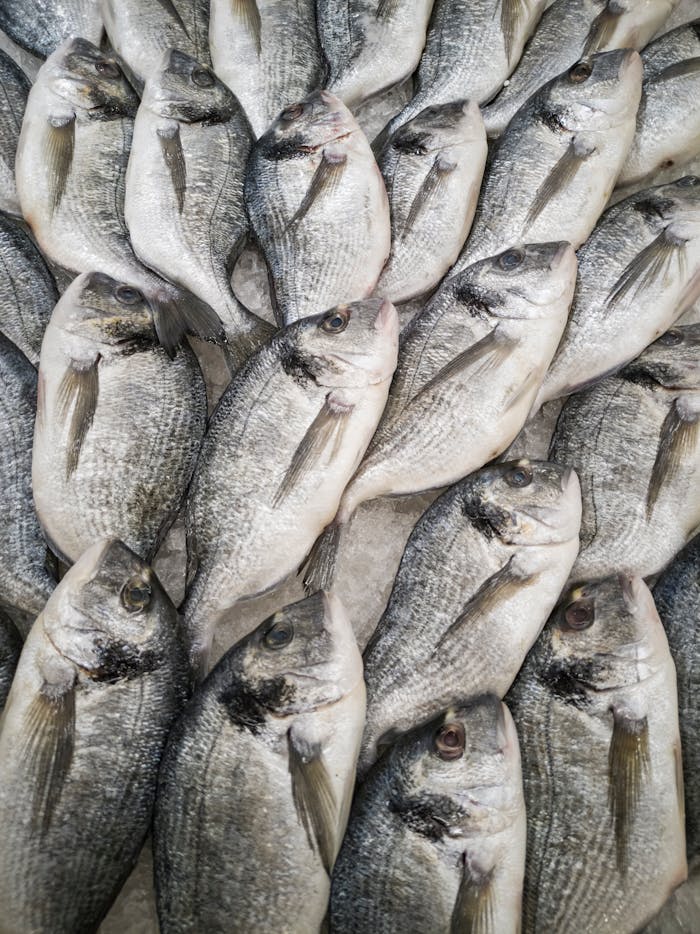 menu-05 Close-up of fresh sea bream fish stacked on ice at a seafood market, highlighting freshness and quality.