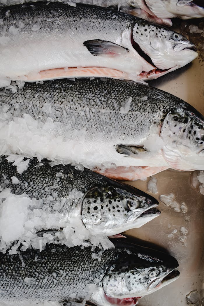 about-02 Close-up of whole fresh salmon on ice at a fish market in Funchal, Madeira, Portugal.